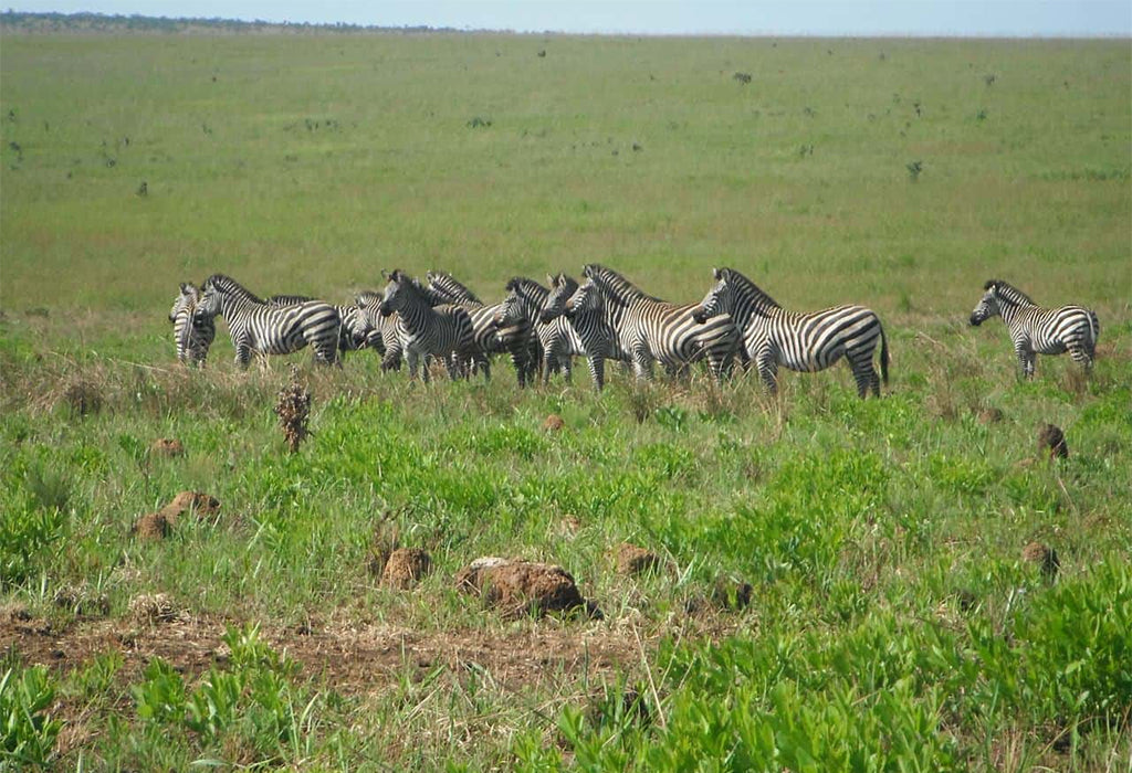 Wildlife in Upemba National Park