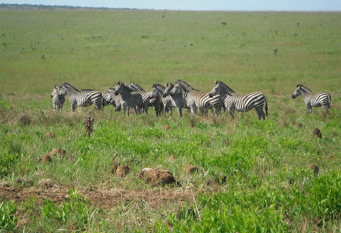 Wildlife in Upemba National Park
